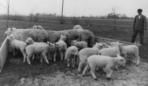 Weissk�pfiges Fleischschaf 1922