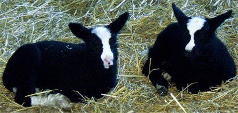 Zwartblesl�mmer 2 Wochen alt