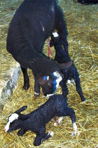 Zwartblesl�mmer mit Mutter, frisch geboren