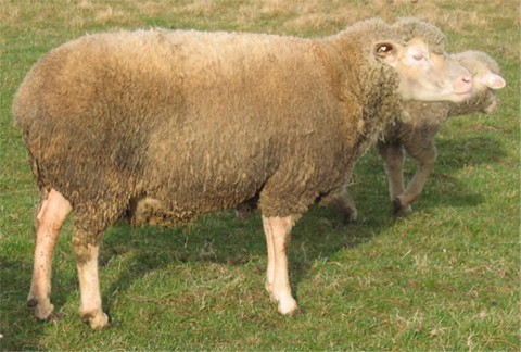Merinofleischschaf, Muttertier mit Lamm