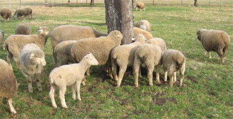 Merinofleischschaf Herde