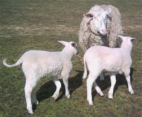 Ostfriesisches Milchschaf mit den typischen Zwillingen
