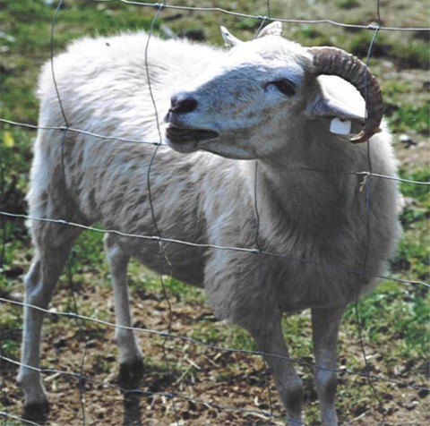 Waldschaf, Muttertier