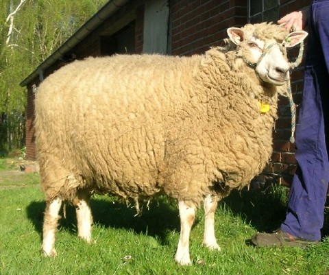 Wei�k�pfiges Fleischschaf / Ellen (WE020587 BW: 8/8/8) geb. am 20.03.04