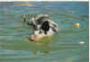Bentheimer Schwein schwimmend.jpg (11977 Byte)