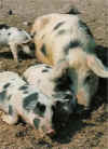 Bunte Bentheimer Schweine liegend.jpg (18027 Byte)