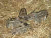 Mangalitza-Ferkel 20030518.JPG (22494 Byte)