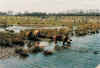 Rotbunte Husumer im Wasser 001.jpg (16351 Byte)