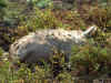 Wollschweine 2003-09 (2).JPG (24399 Byte)