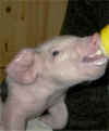 bentheimerBuddelferkel!.jpg (12702 Byte)