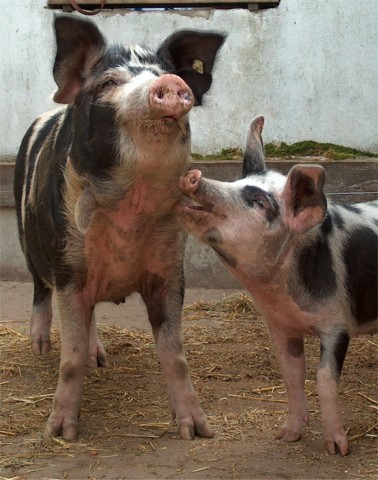 Gl�ckchen- oder Sortbroget-Schwein