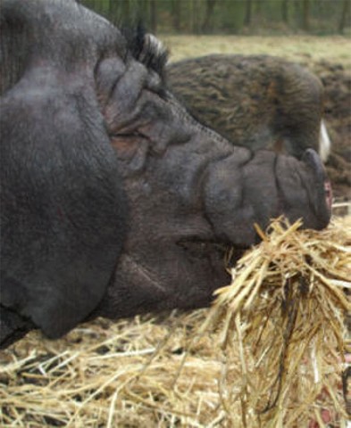 B�rge der Rasse Meishan- oder Maskenschwein