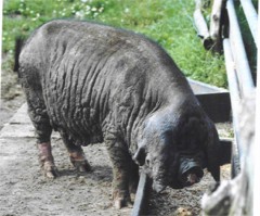 Sau der Rasse Meishan- oder Maskenschwein