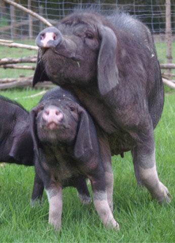 Sau der Rasse Meishan- oder Maskenschwein