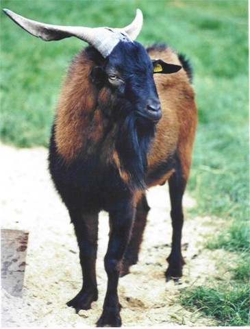 Juan Fernandez Ziege (Bock)