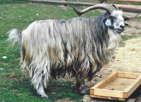 Tatschiken Ziege (Bock)