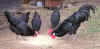 Dscn0186.jpg (43717 Byte)