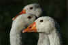 gans_3744.jpg (26177 Byte)
