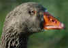 gans_3767.jpg (49341 Byte)