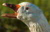 gans_3913_fc.jpg (36713 Byte)