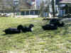 pommernenten.jpg (92705 Byte)